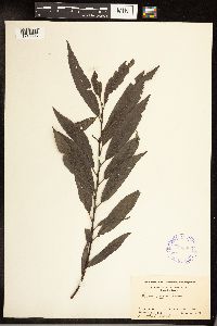 Salix sericea image
