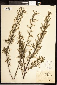 Salix sericea image