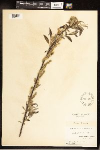Salix sericea image