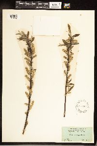 Salix sericea image