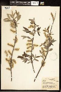Salix sericea image