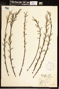 Salix sericea image