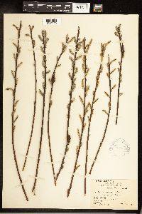 Salix sericea image