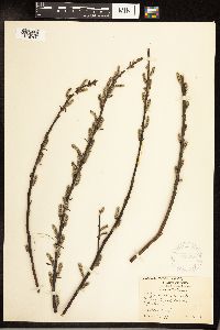 Salix sericea image