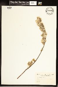 Salix sericea image