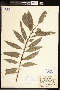 Salix sericea image