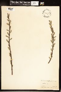 Salix sericea image