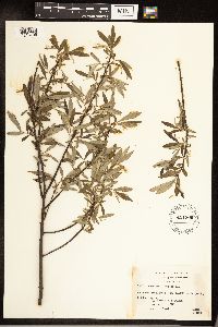 Salix sericea image
