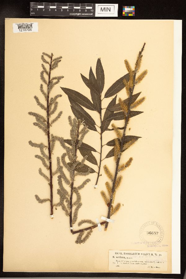 Salix sericea image