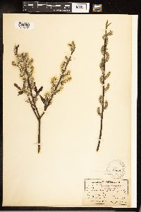 Salix sericea image