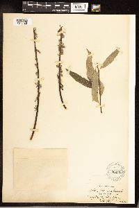 Salix sericea image