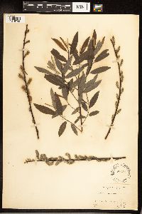 Salix sericea image