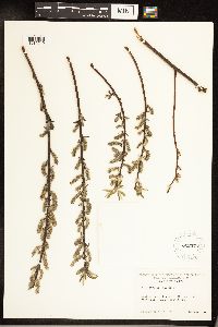 Salix sericea image