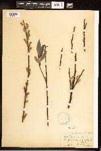 Salix sericea image