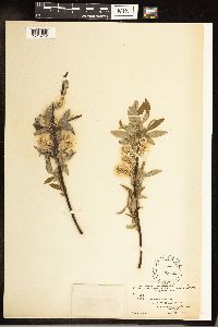 Salix sericea image