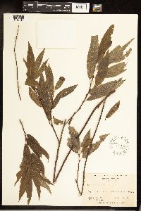 Salix sericea image