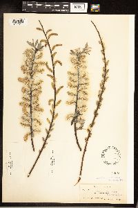 Salix sericea image
