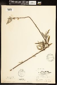 Salix sericea image