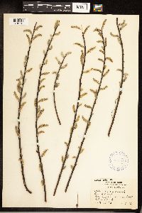 Salix sericea image