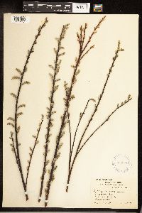 Salix sericea image