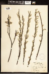 Salix sericea image