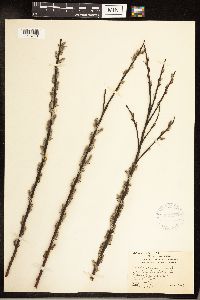 Salix sericea image