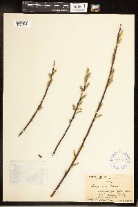 Salix sericea image