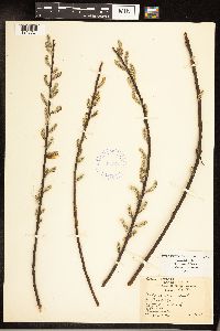 Salix sericea image