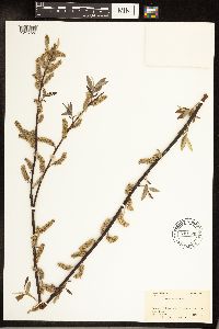 Salix sericea image