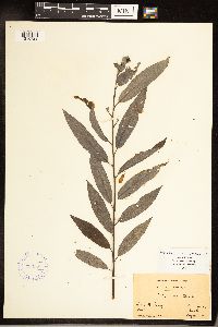 Salix sericea image