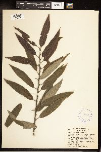 Salix sericea image