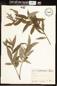 Salix sericea image