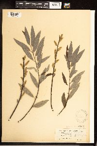 Salix sericea image