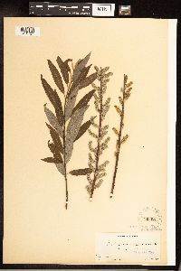 Salix sericea image