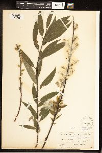 Salix sericea image