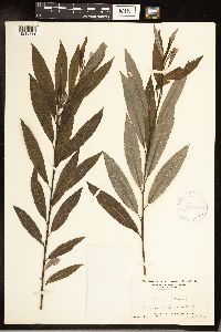 Salix sericea image