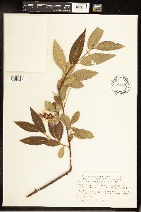 Salix serissima image