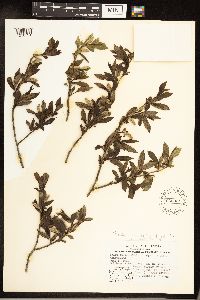 Salix serissima image