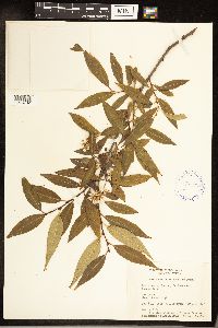Salix serissima image