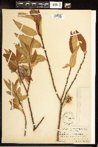 Salix serissima image