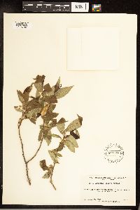 Salix serissima image