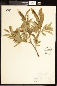 Salix serissima image