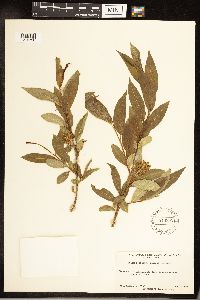Salix serissima image