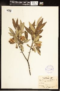 Salix serissima image