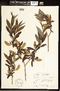 Salix serissima image