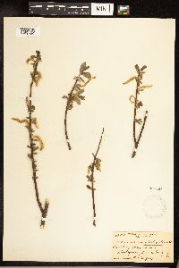 Salix serissima image