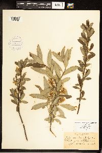 Salix serissima image