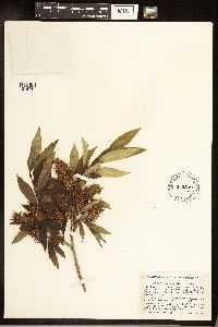 Salix serissima image