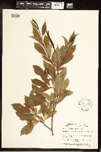 Salix serissima image