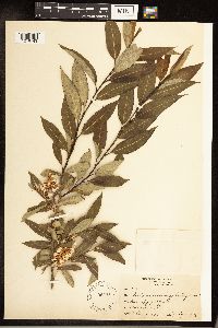 Salix serissima image